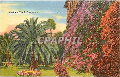 Ansichtskarte AK Floridas Tropic Splendors