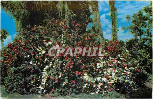 Cartes postales Tropical Flowers Bid you Welcome to Florida