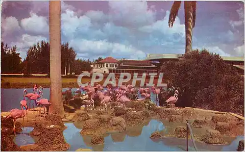 Cartes postales Flamingos at Hialeah Racetrack in Florida