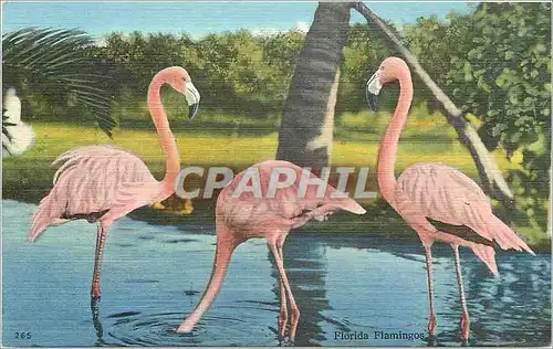 Ansichtskarte AK Flamingos feeding in pool at Rare Bird Farm 10 miles south of Miami