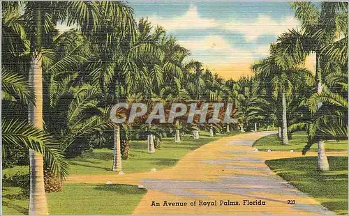 Cartes postales An Avenue of Royal Palms Florida