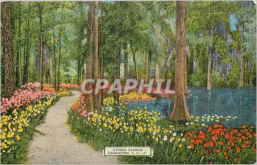 Cartes postales Cypress Gardens Charleston SC