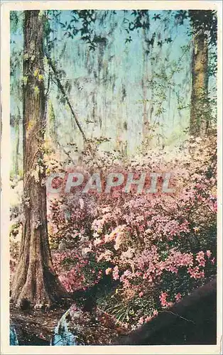 Cartes postales Cypress Gardens Oakley South Carolina