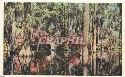 Cartes postales Cypress Gardens Oakley South Carolina