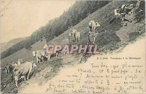 Cartes postales Troupeau a la Montagne Vaches