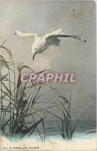 Ansichtskarte AK Oiseau Mouette