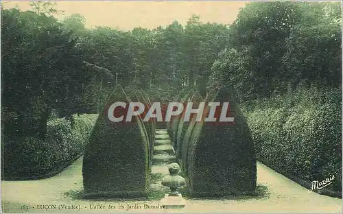 Cartes postales Lucon Vendee L'allee des ifs Jardin Dumaine