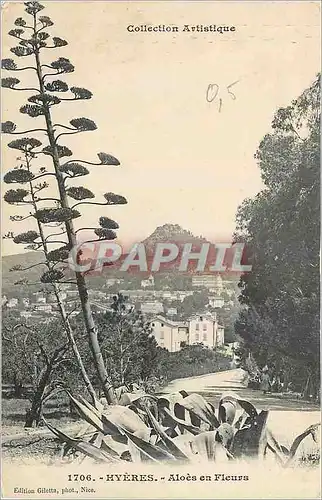 Cartes postales Hyeres Aloes en Fleurs