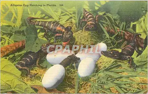 Ansichtskarte AK Alligator Egg Hatching in Florida Crocodile
