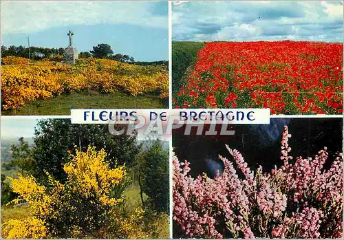 Moderne Karte Fleurs de Bretagne