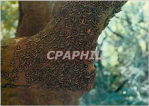 Cartes postales moderne Rhodes Les Papillons