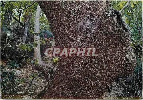 Cartes postales moderne Rhodes Les Papillons