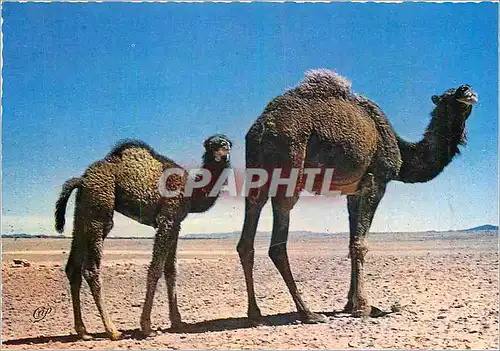 Cartes postales moderne Le Maroc en Lumicolor Chameaux dans le Desert