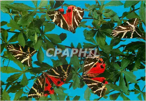 Cartes postales moderne Rhodes Papillons