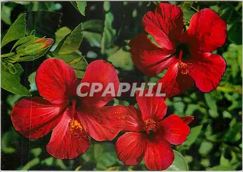 Cartes postales moderne Rhodes Hibiscus