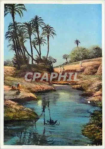 Cartes postales moderne Maroc Marrakech Crepuscule sur la palmeraie