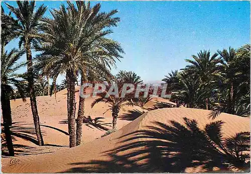 Cartes postales moderne Le Maroc en Lumicolor Palmiers dans les sables d'or