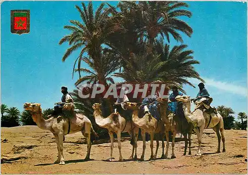 Cartes postales moderne Marruecos Tipico Caravans de Moharintan de M'Hamid