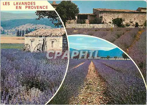 Cartes postales moderne Les Lavandes en Provence