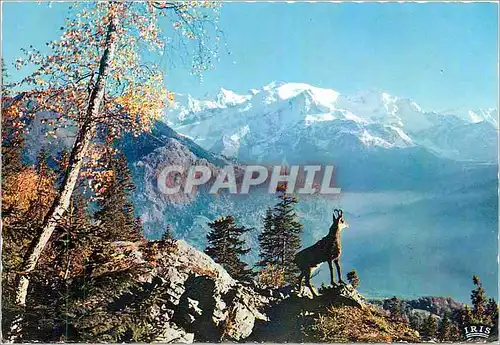 Cartes postales moderne Les Pyrenees Isard