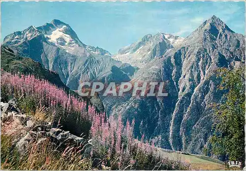 Cartes postales moderne Les Belles Alpes Fleuries