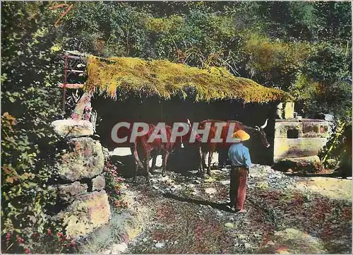 Cartes postales moderne A L'Abreuvoir