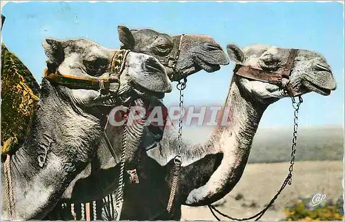 Cartes postales moderne Scenes et Types Tetes de Dromadaires