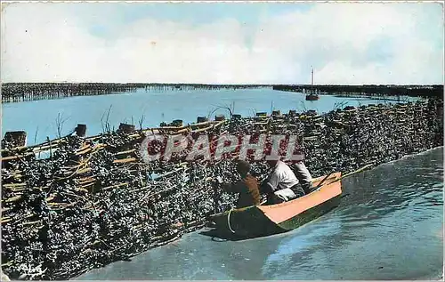 Cartes postales moderne La Mytiliculture en Vendee La cueillette des Moules les Bouchots