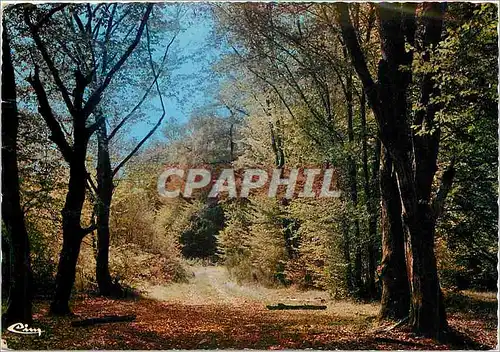 Cartes postales moderne Sous bois a travers le Morvan