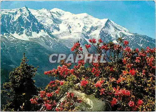 Cartes postales moderne Au Pays du Mont Blanc