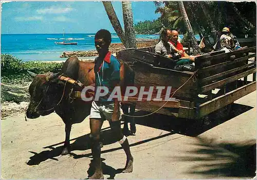 Cartes postales moderne Ox Cart La Digue Seychelles