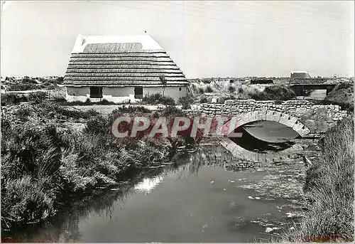 Cartes postales moderne Paysage de Camargue et cabane de gardian