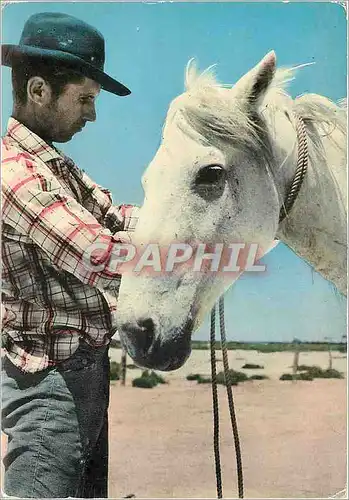 Cartes postales moderne La Camargue Pittoresque Gardian et cheval sauvage