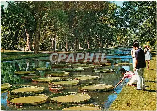 Cartes postales moderne Ile Maurice Mauritius Pamplemousses