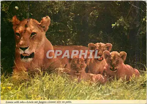Cartes postales moderne Africa Lioness