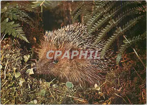 Cartes postales moderne Erinaceus europaeus Igel Herisson Hedgehog