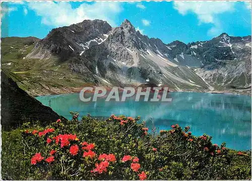 Cartes postales moderne Alpenrosen Rhododendran ferrugineum