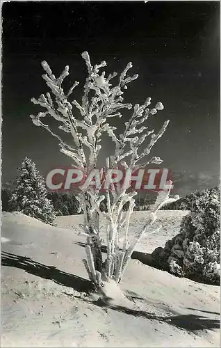 Cartes postales moderne Fleur des Coleres de l'Hiver Le Lointain Le Mont Blanc