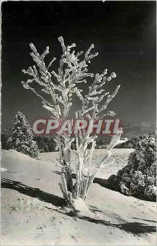 Moderne Karte Fleur des Coleres de l'Hiver Le Lointain Le Mont Blanc