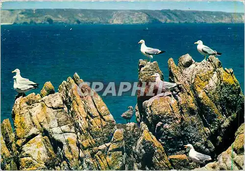 Cartes postales moderne Goelands sur les rochers