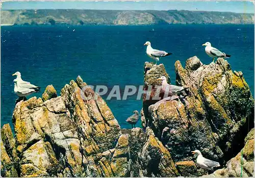 Moderne Karte Goelands sur les rochers