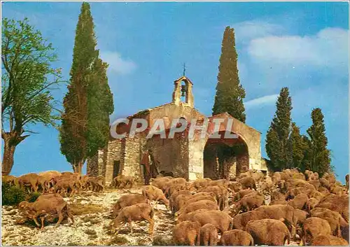 Cartes postales moderne En Provence Symphonie Pastorale