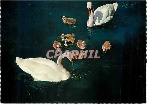 Moderne Karte Famille de Cygnes