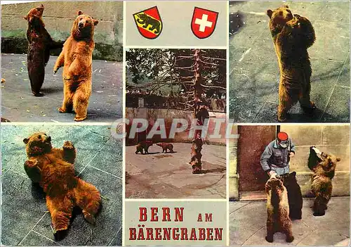 Cartes postales moderne Bern Am Barengraben La Fosse aux Ours