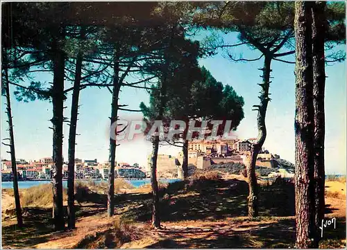 Cartes postales moderne La Corse Oasis de Beaute Calvi Vue generale a travers les pins et les dunes bordant la plage lon