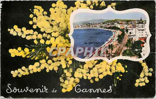 Cartes postales moderne Souvenir de Cannes