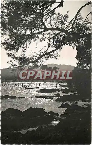 Cartes postales moderne La Faviere (environs du Lavandou) coucher de soleil