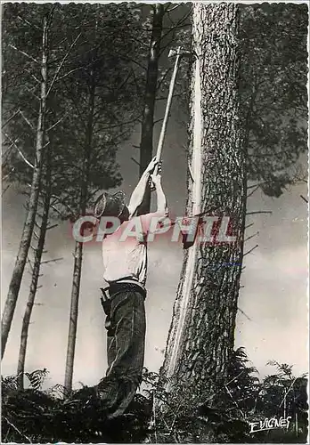 Cartes postales moderne Visages des Landes Le Resinier Landais