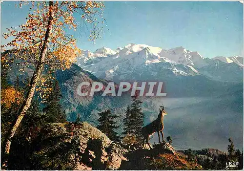 Cartes postales moderne Le Chamois des Alpes