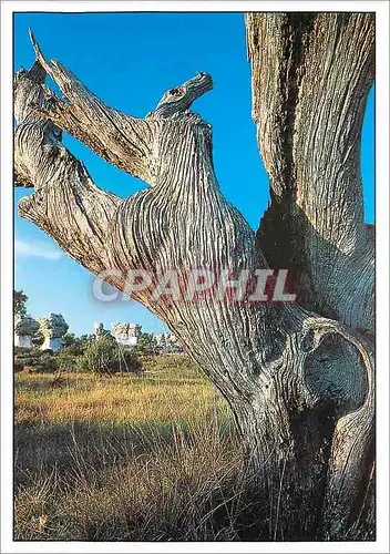 Cartes postales moderne Provence Pierre Ricou Souche d'amandier